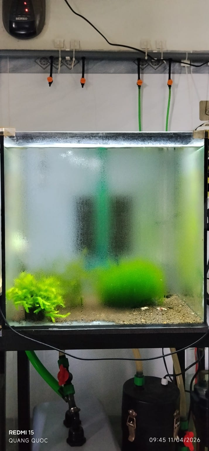 Hồ Caridina dưới đèn LED, đang ổn định lại