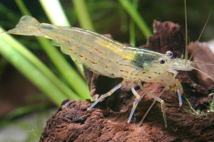 Amano Shrimp