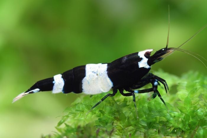 Black Panda Shrimp