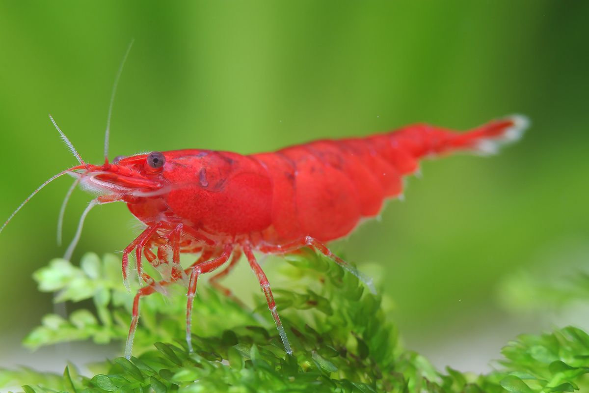 Bloody Mary Shrimp