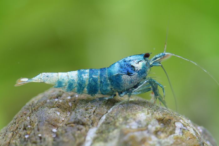 Blue Bolt Shrimp