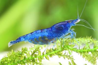 Blue Dream Shrimp