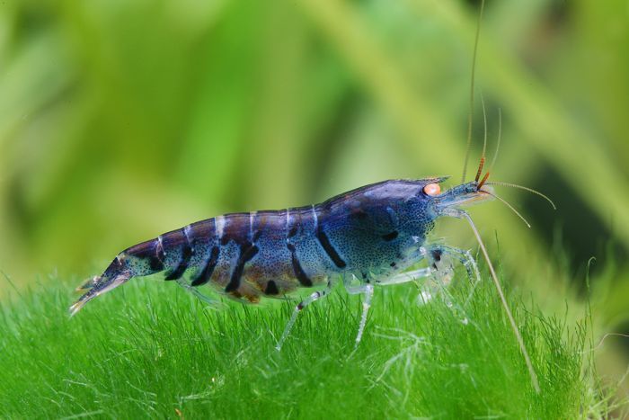 Blue Tiger Shrimp Orange Eyed