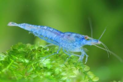 Blue Velvet Shrimp