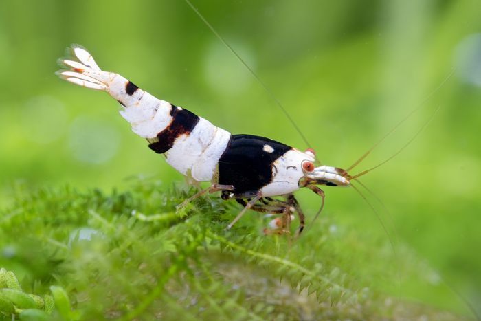 Crystal Black Shrimp