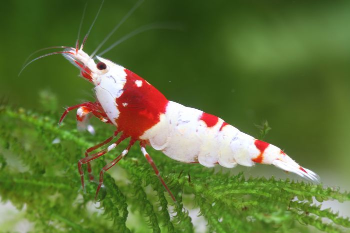 Crystal Red Shrimp