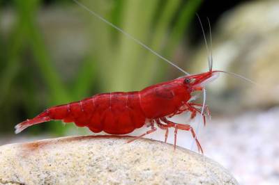 Fire Red Shrimp