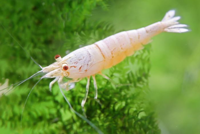 Golden Bee Shrimp
