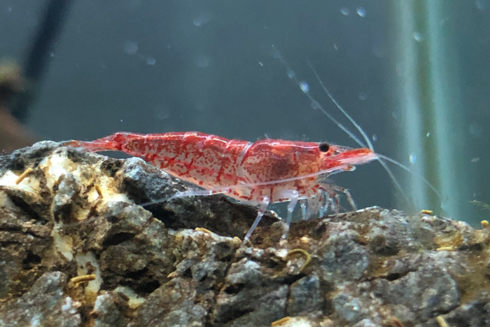 Red Cherry Shrimp