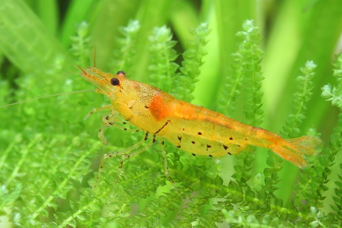 Tangerine Tiger Shrimp