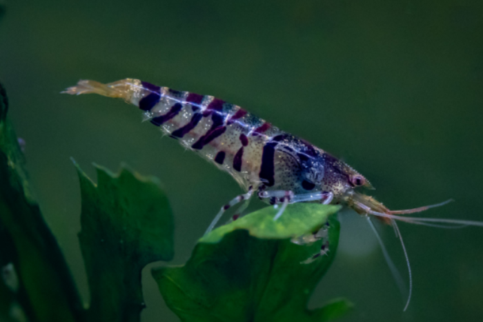 Tiger Shrimp in detail coloration