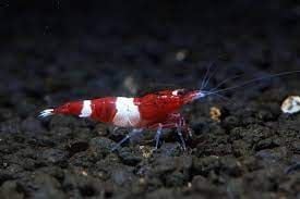 Wine Red Panda Shrimp
