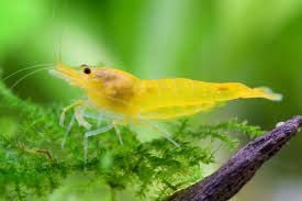 Yellow King Kong Shrimp in detail coloration